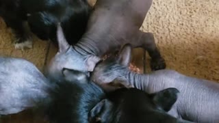 Mommy Dog Life - Feeding Time!