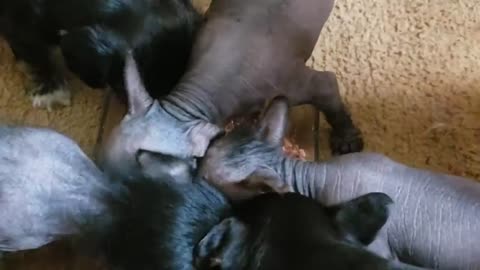 Mommy Dog Life - Feeding Time!
