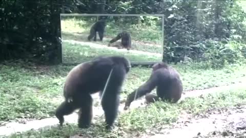 Monkeys don't recognize themselves in the mirror 🙉
