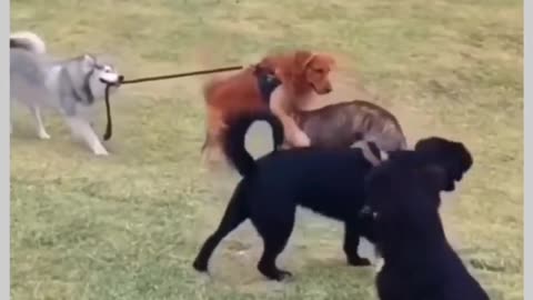 dogs fight with one another