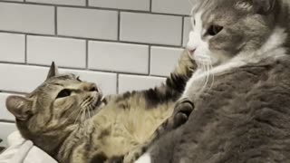 Cat Says "Back Off" to Feline Companion