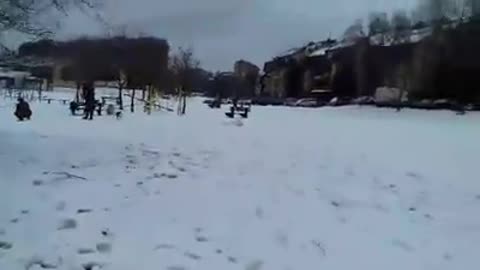 Dog Play on First Snow