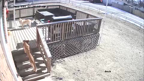 Woman Falls Trying to Corral Her Golden