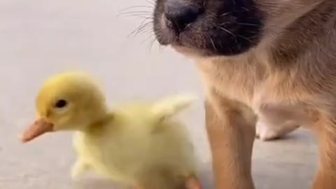 Most Funny - Cutest baby animals Videos Compilation _ Cute moment of the animals