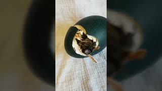 Someone Bought An Emu Egg Off eBay And It Hatched