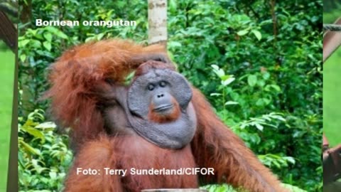 are 7 interesting facts about orangutans