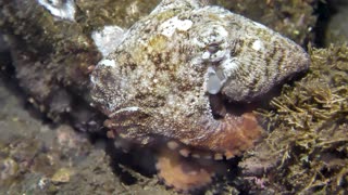 Octopus Disguises Itself As Seashell