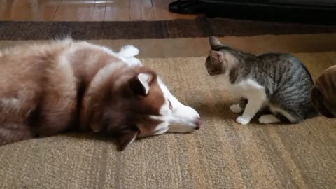 cat Bullies our Husky, very lovely , amazing dog and cat. viral channel
