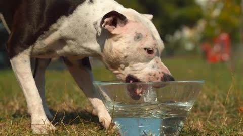 Deadly Clash: Dogo Argentino vs. Cougar Fight to the Death! 😱💥