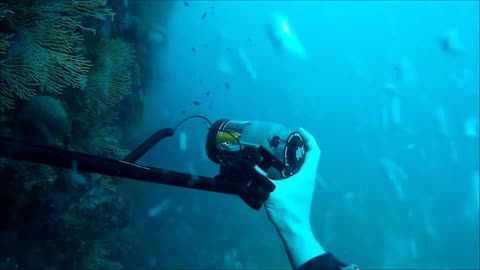 Scuba Diving