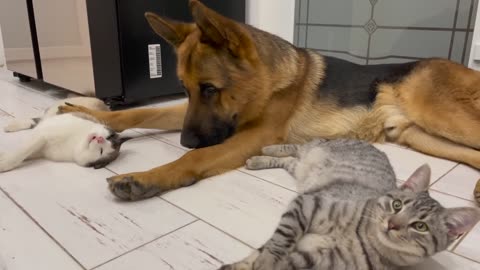 The German Shepherd is the Best Friend for Cats