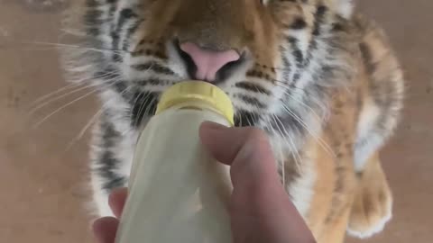 Cute tigress drink milk