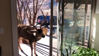 Mounted Deer Head Attracts Buck's Attention