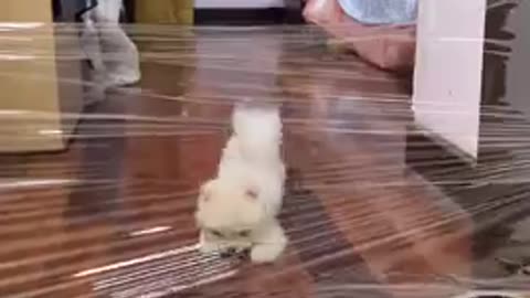 Lovely and funny animals Lovely dog videos 18 in 2021
