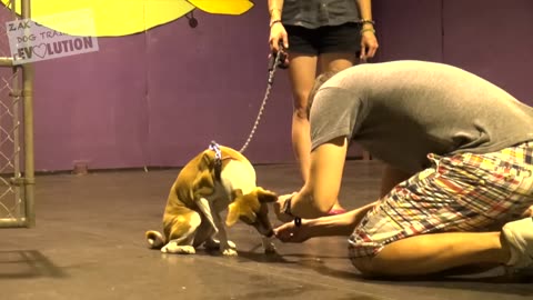 Dog training | How to train any dog from basic