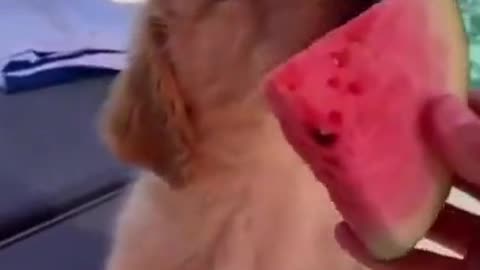 Puppy eating watermelon💕
