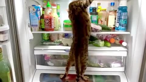 👉🐱😂The cat wants food.