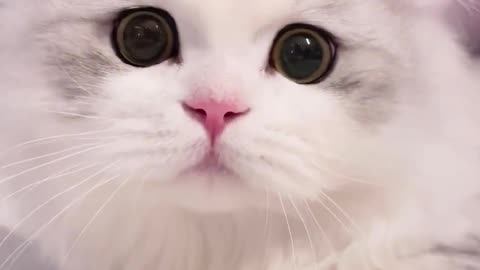 Cute Cats Funniest videos