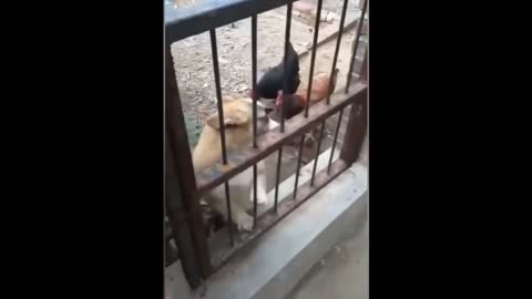 dog vs chicken.try not to laugh