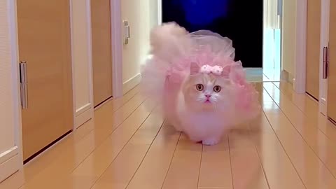 Cute cat walking in room|cute cat 😻