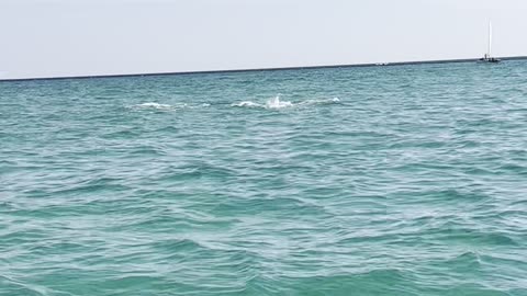 Lots of Dolphins