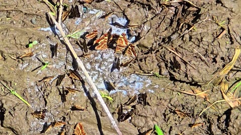 Many butterflies on a river bank / beautiful insects by the water.