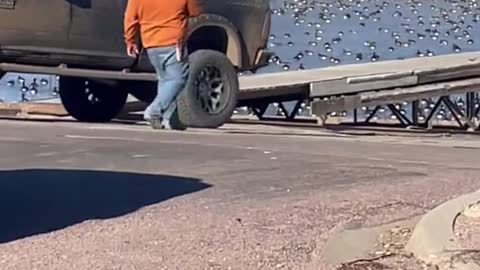 Truck with Train Horn Attempts to Move Geese