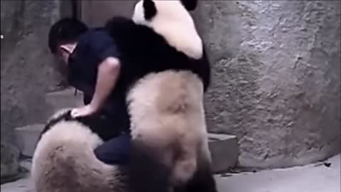 Watch how the cuet panda gets away from her medicine.