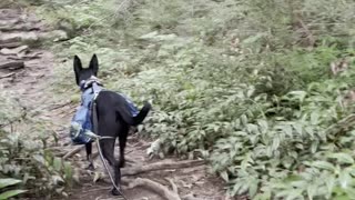 Conservative dog walking in the forest | SO CUTE