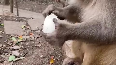 funny monkey Cute Cats Videos