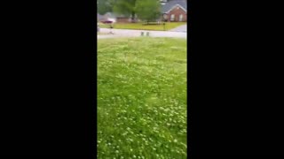 My Clover Lawn