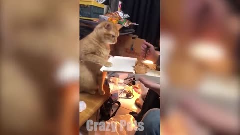 1 HOUR OF FUNNIEST CATS AND DOGS VIDEOS 2023 _Crazy Pets