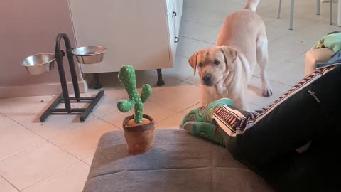 Dog Doesn't Know What to Think of Dancing Cactus Toy