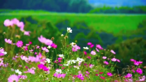 BEAUTIFUL FLOWERS #Green Trees# Green Mountains #