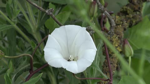 Flower Beetle Insect Blossom Bloom Nature