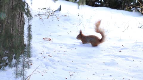 Squirrels in the snow