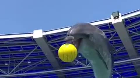 Amazing dolphine playing with basketball what a video