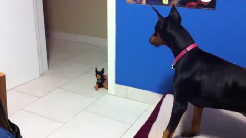 Funny scared doberman