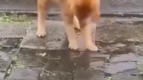 Funny Animals 🤣 The Snow is so Much Fun 🐶, Try Not To LAUGH!!!