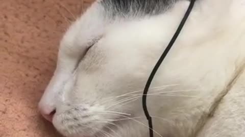 My cat 🐈 is enjoying sound with handsfree😂😂
