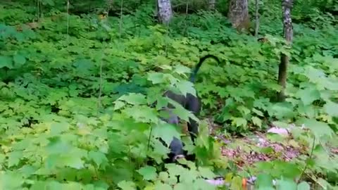 Great Dane puppy flawlessly imitates a hopping bunny 👏🏽