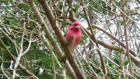 Purple Finch