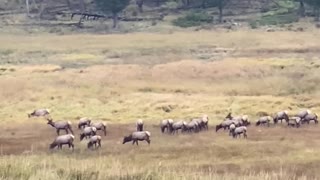 Bull Elk in the Rut Battle