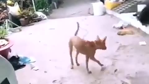 Dog dancing