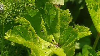 The insect eats the leaves