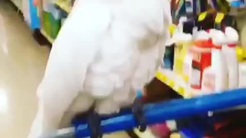 Confused cockatoo