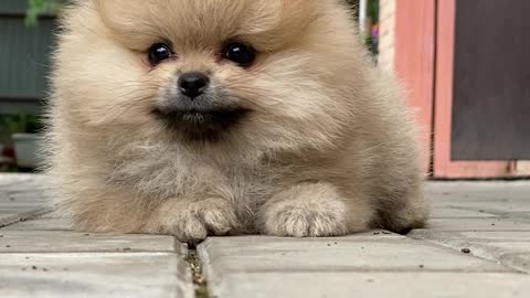 cutest dogs vedios/cutest dogs in the world/cutest animals funny videos/#cutestdogs #cutestpets fogs