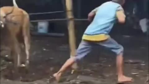 this man was overjoyed when he managed to drop the cow that was about to be slaughtered