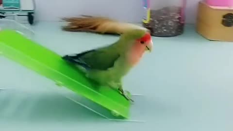 Smart Parrot So cute | Amazing parrot video | indian ringneck parrot