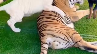 baby Snowy fun with tiger and dog 😻😂